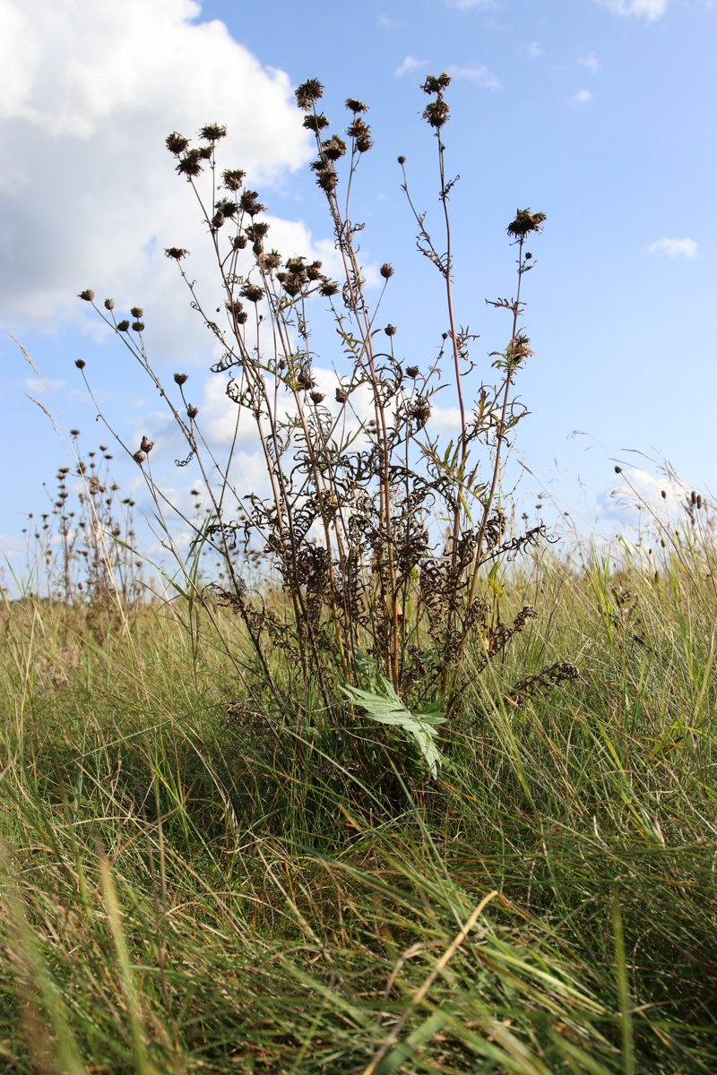 Image of Centaurea scabiosa specimen.