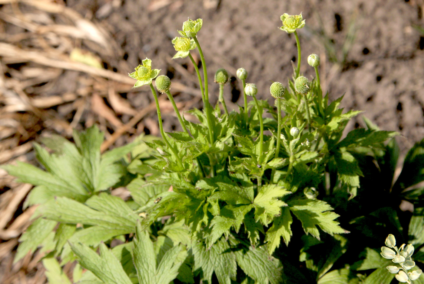 Image of Anemone cylindrica specimen.