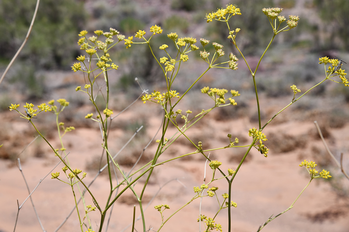 Изображение особи Seseli sessiliflorum.