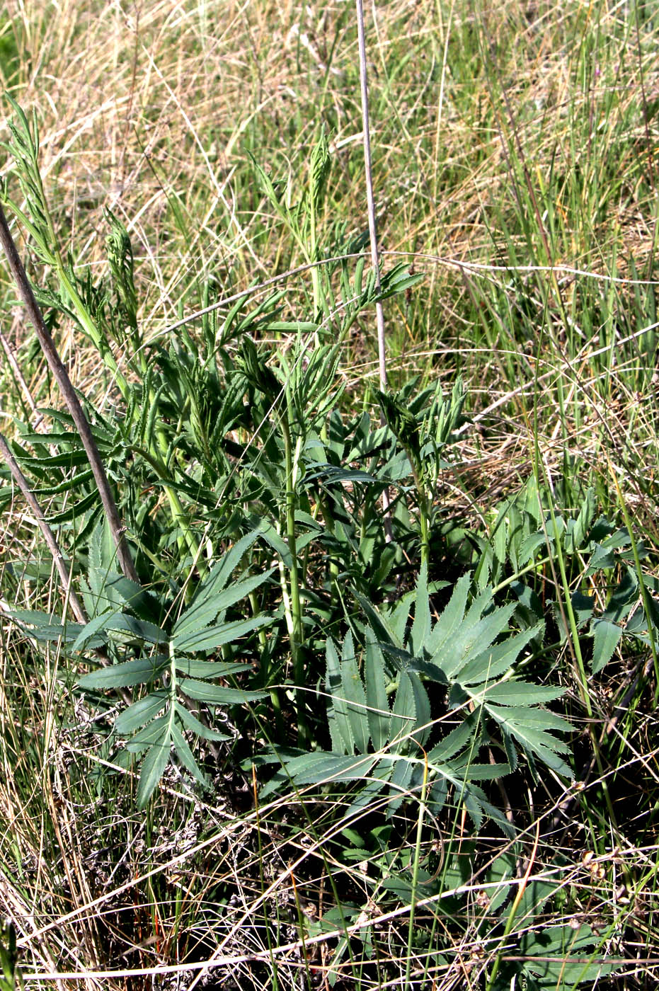 Изображение особи Rhaponticoides ruthenica.