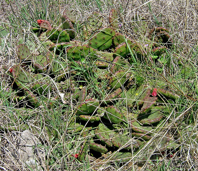 Image of Opuntia humifusa specimen.