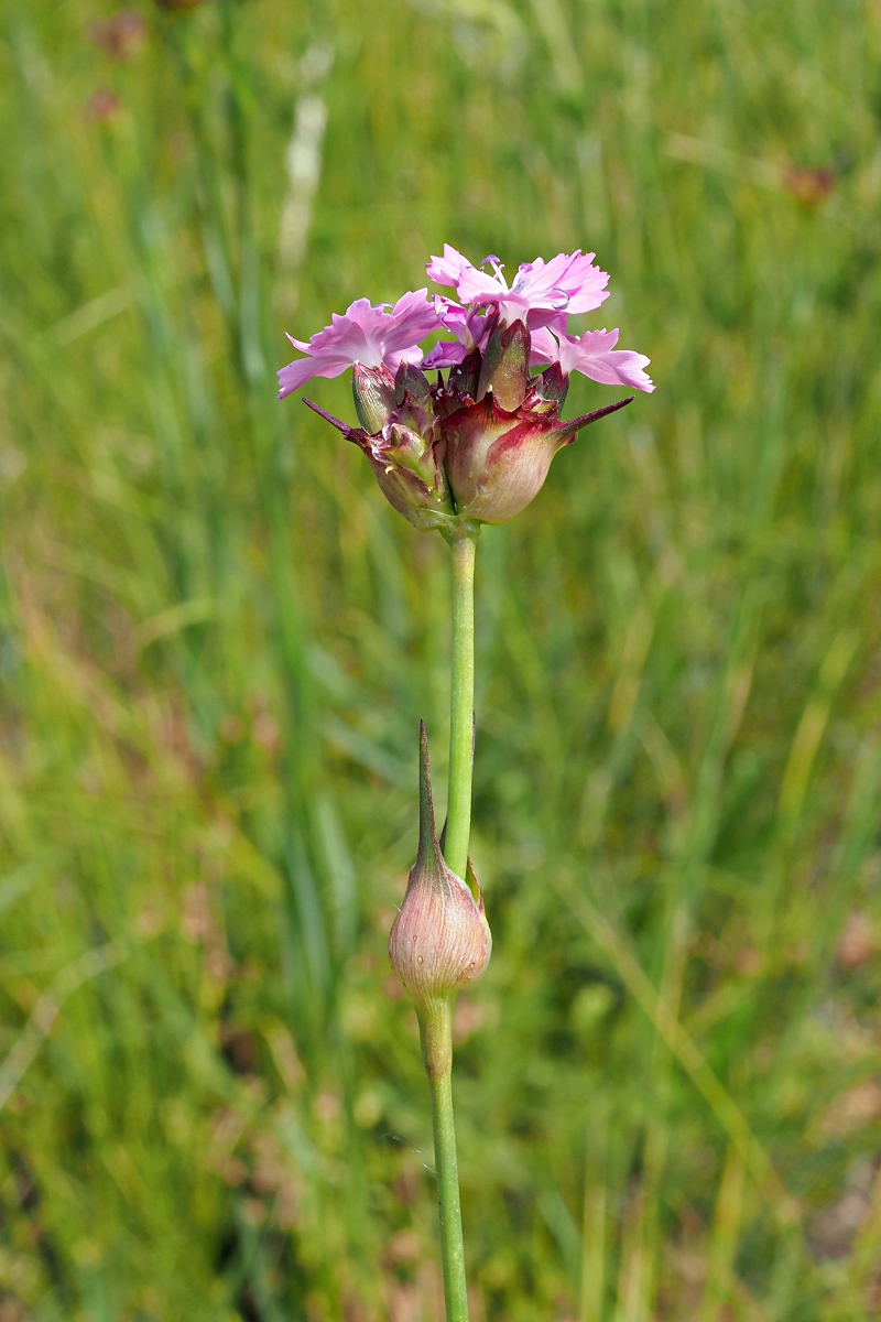 Image of Dianthus andrzejowskianus specimen.