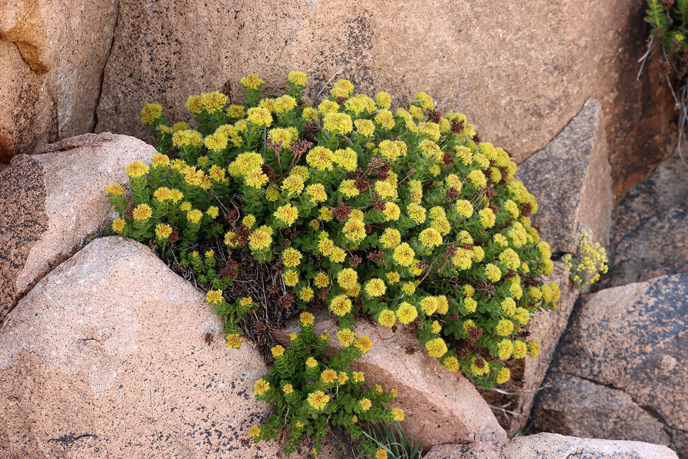 Изображение особи Rhodiola heterodonta.