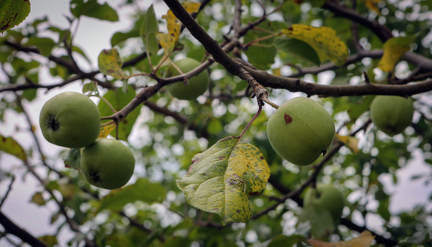 Image of Malus orientalis specimen.