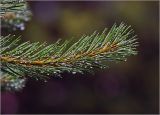 Pinus sylvestris. Верхушка побега с капоями дождя на иглах. Московская обл., Раменский р-н, окр. дер. Хрипань, садовый участок. 19.06.2014.