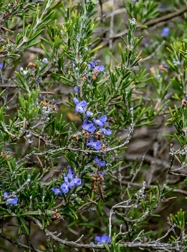 Image of Rosmarinus officinalis specimen.