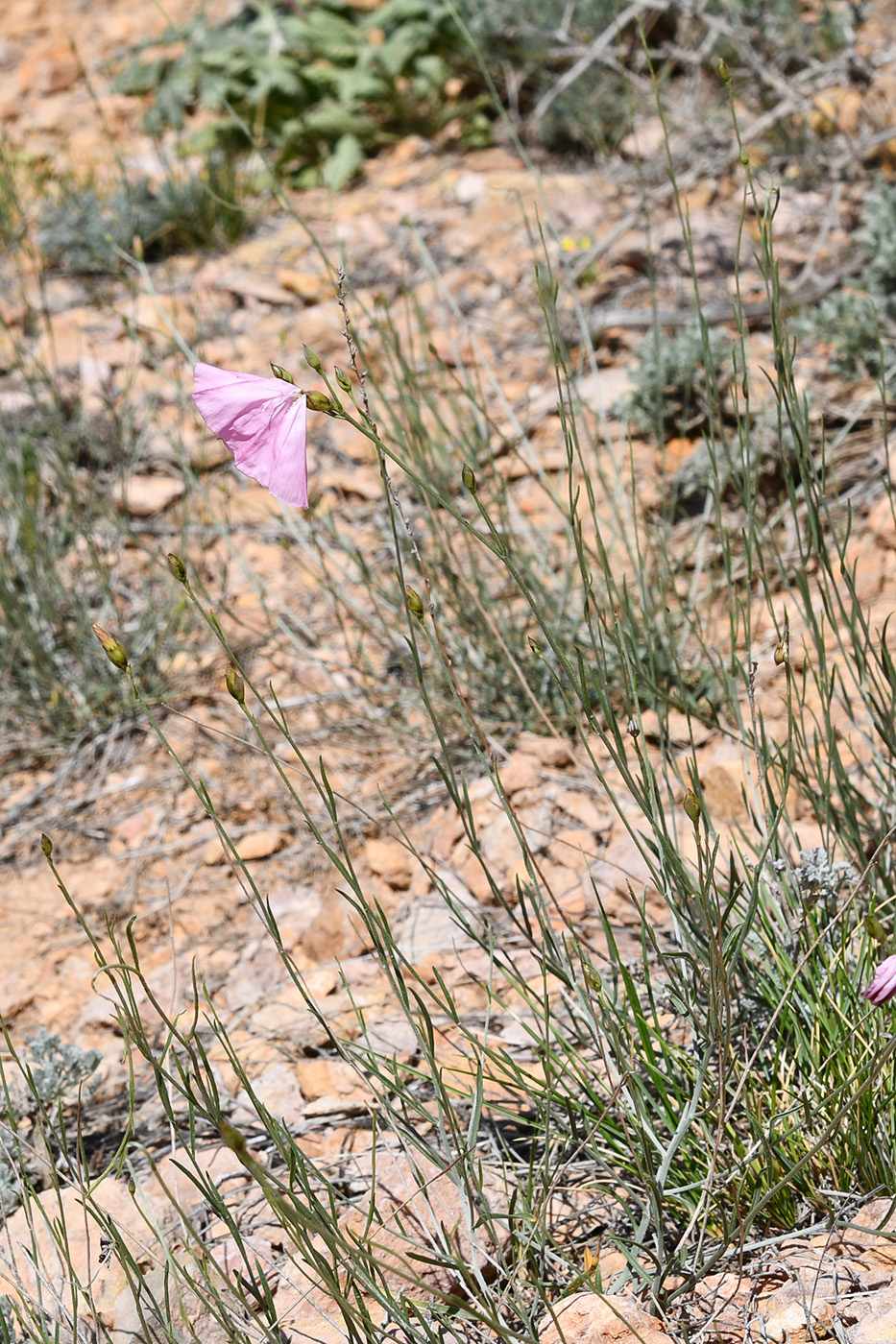 Image of genus Convolvulus specimen.