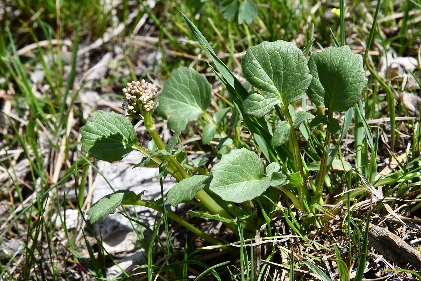 Image of Valeriana ficariifolia specimen.