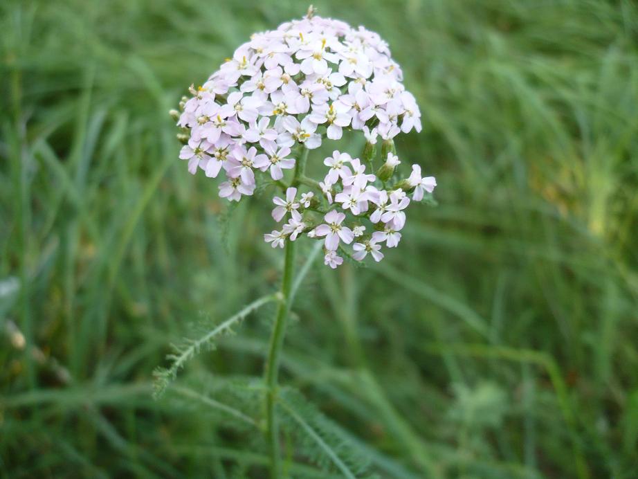 Image of Achillea millefolium specimen.