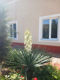 Yucca gloriosa