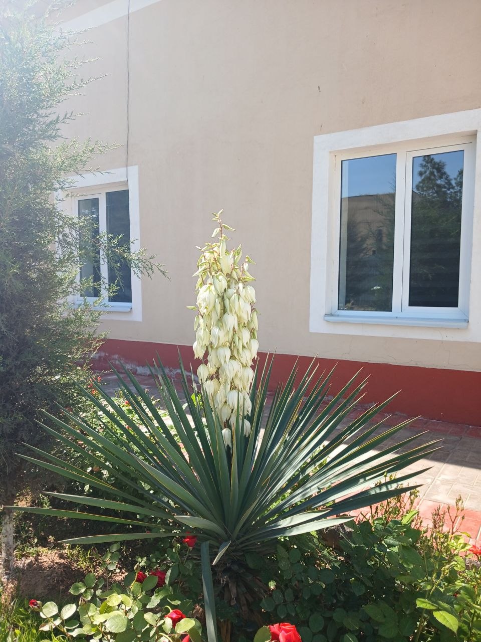 Image of Yucca gloriosa specimen.