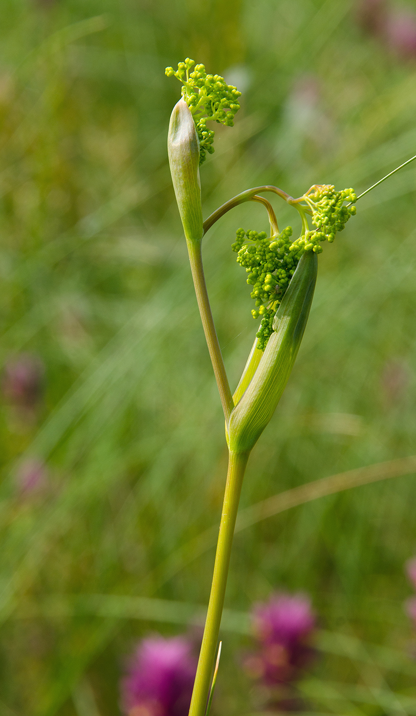 Image of Ferula tatarica specimen.