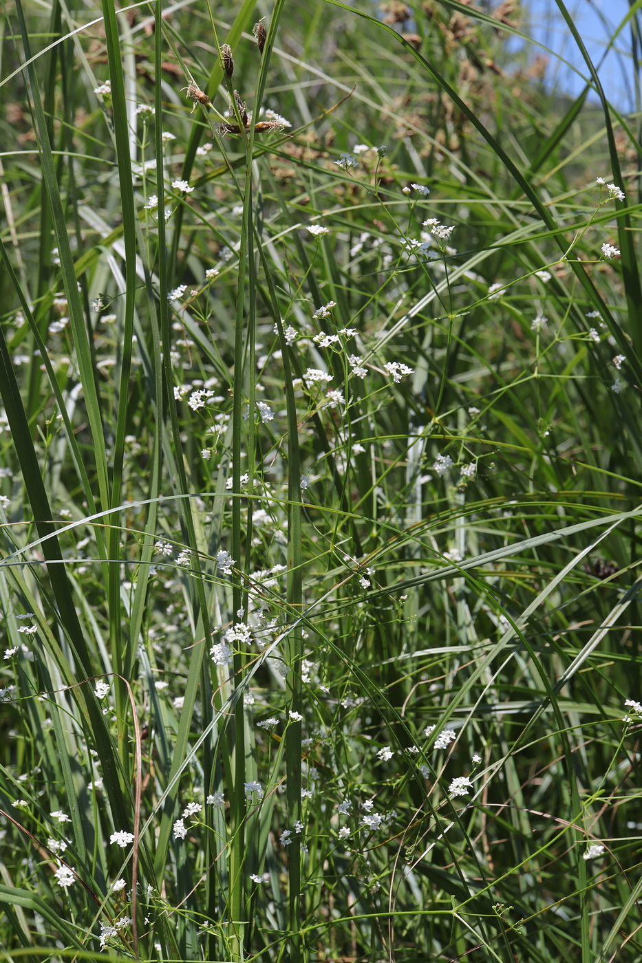 Изображение особи Galium debile.
