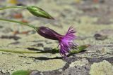 genus Crupina. Цветущее и развивающееся соцветия. Грузия, край Самцхе-Джавахети, окраина с. Тмогви, окр. южного берега оз. Цунда, горная степь. 8 июня 2026 г.