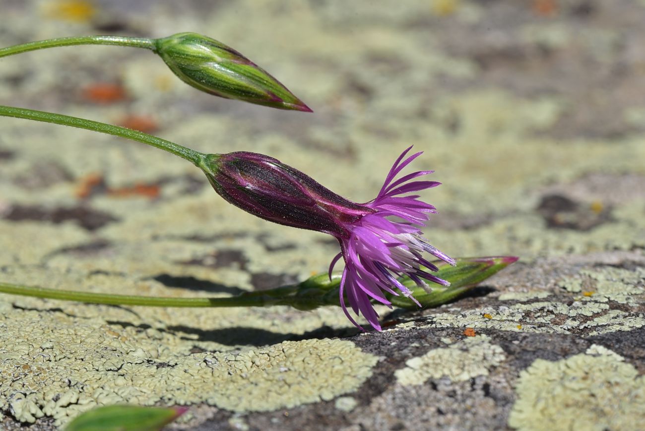 Image of genus Crupina specimen.