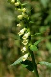 Digitalis ciliata. Часть соцветия. Белгородская обл., пос. Ракитное, ул. Сосновая, 2, в культуре. 21 июня 2026 г.