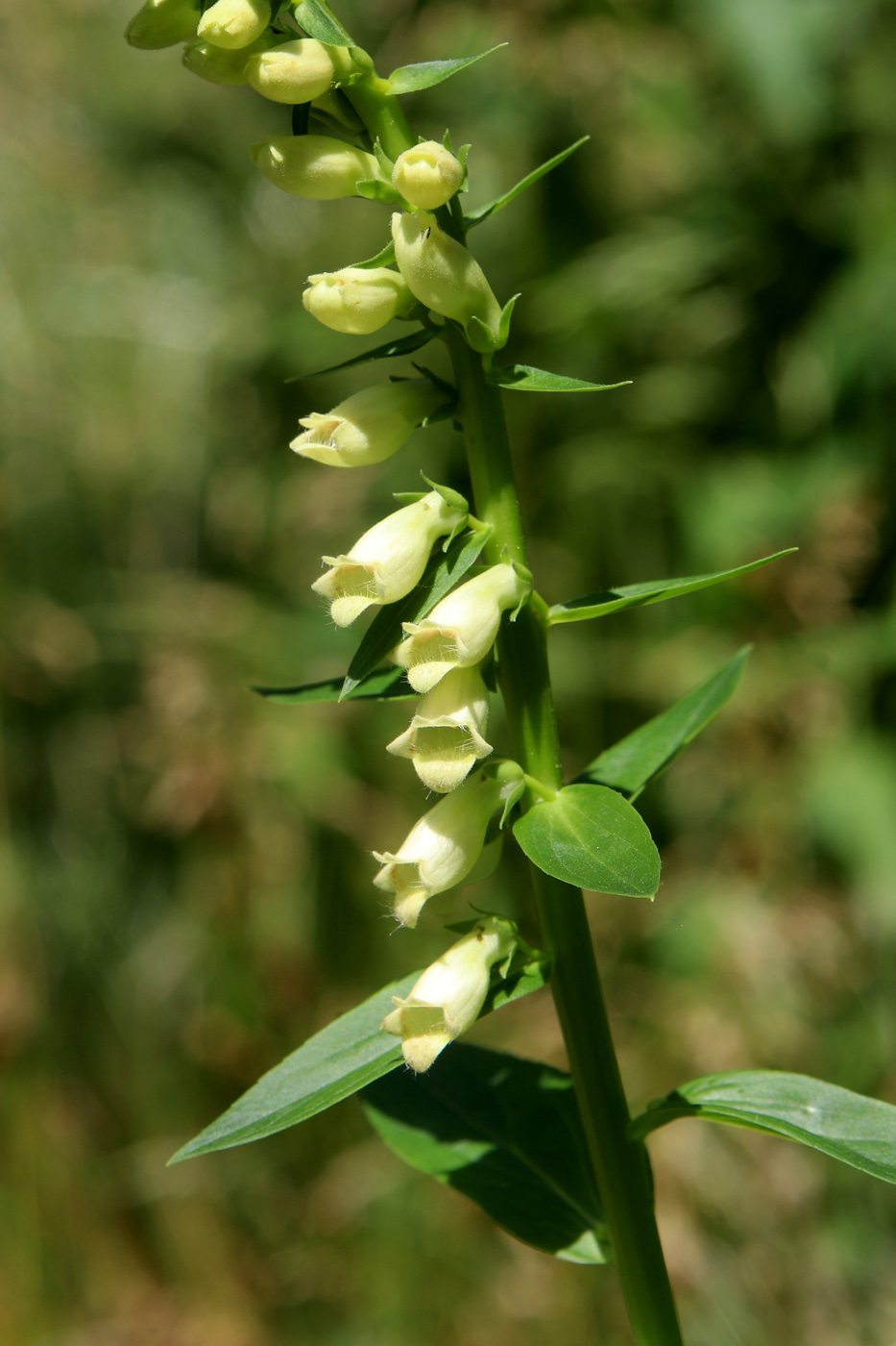 Image of Digitalis ciliata specimen.