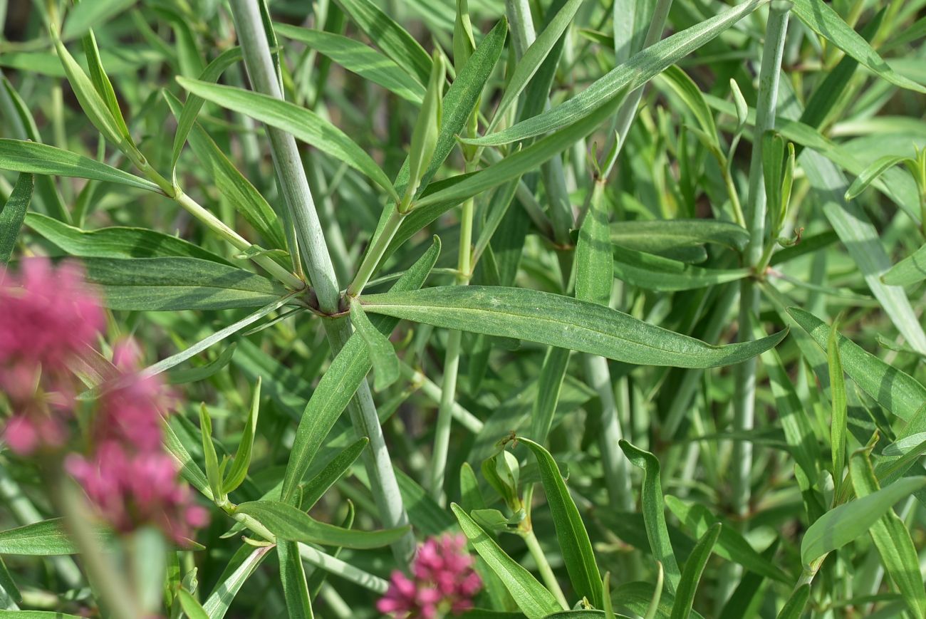 Image of Centranthus longiflorus specimen.