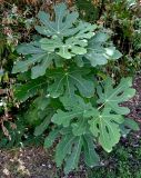 Ficus carica