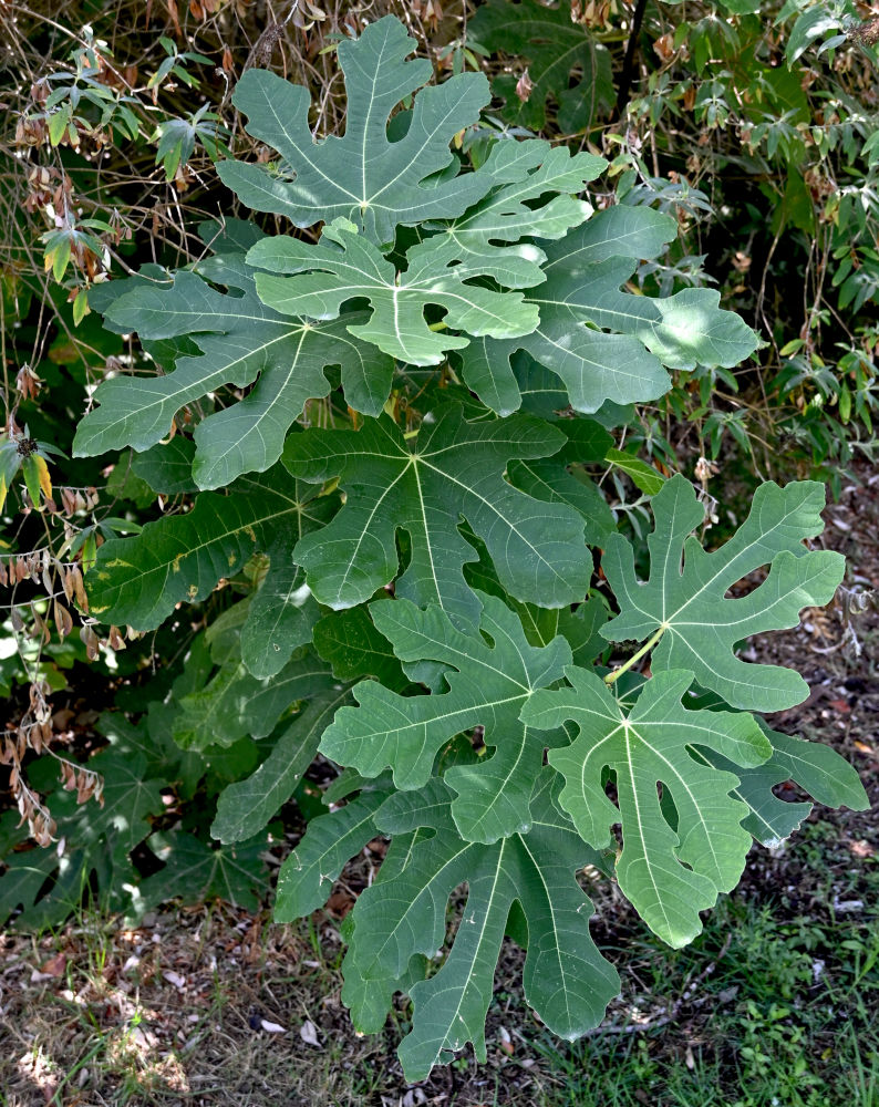 Image of Ficus carica specimen.