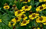Helenium autumnale. Соцветия. Московская обл., г. Железнодорожный, в культуре. 21.08.2026.