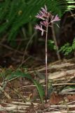 Cremastra variety variabilis