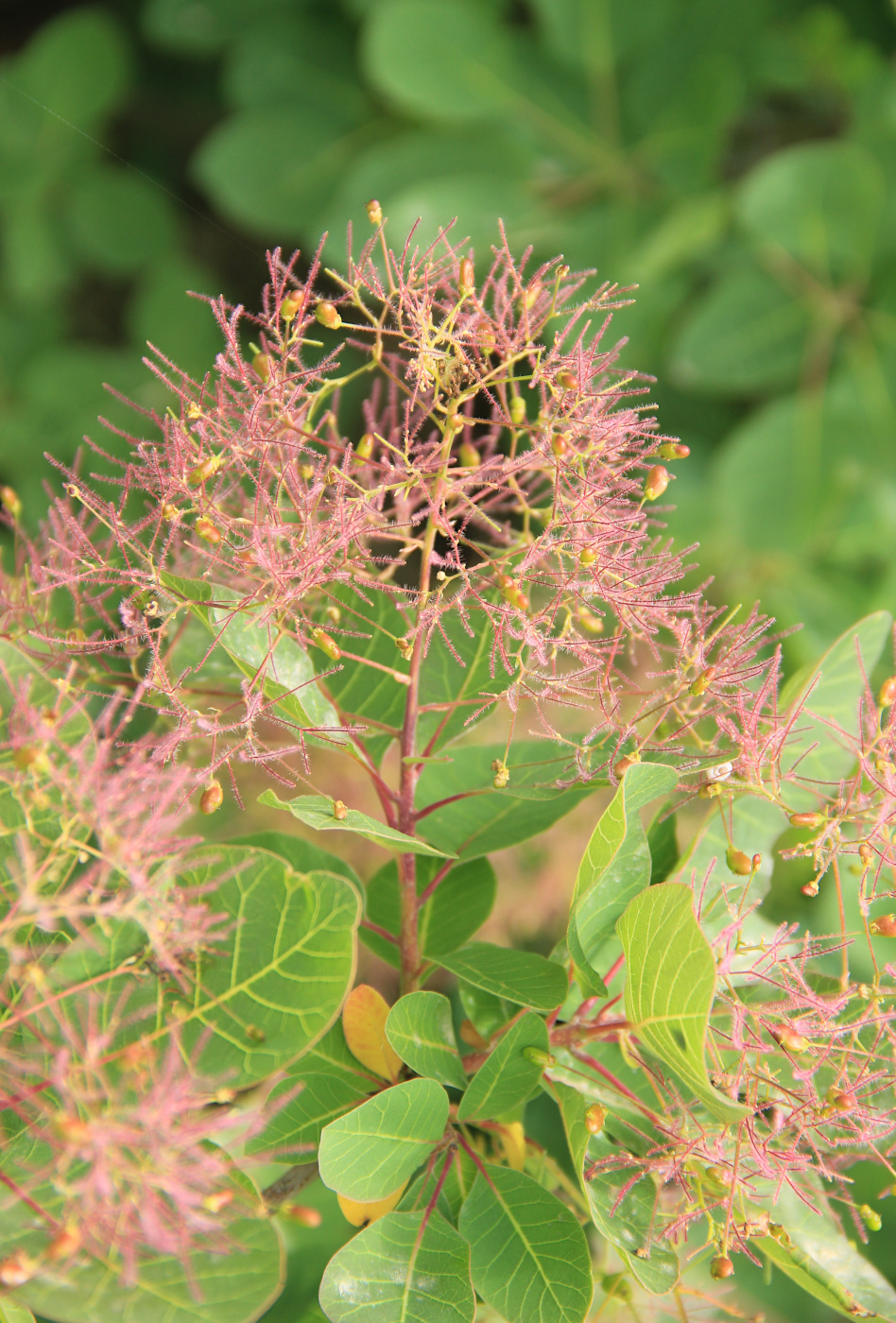Image of Cotinus coggygria specimen.