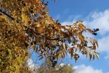 Phellodendron amurense. Ветвь с соплодиями и листьями в осенней окраске. Беларусь, г. Витебск, ботанический сад ВГУ. 03.10.2026.