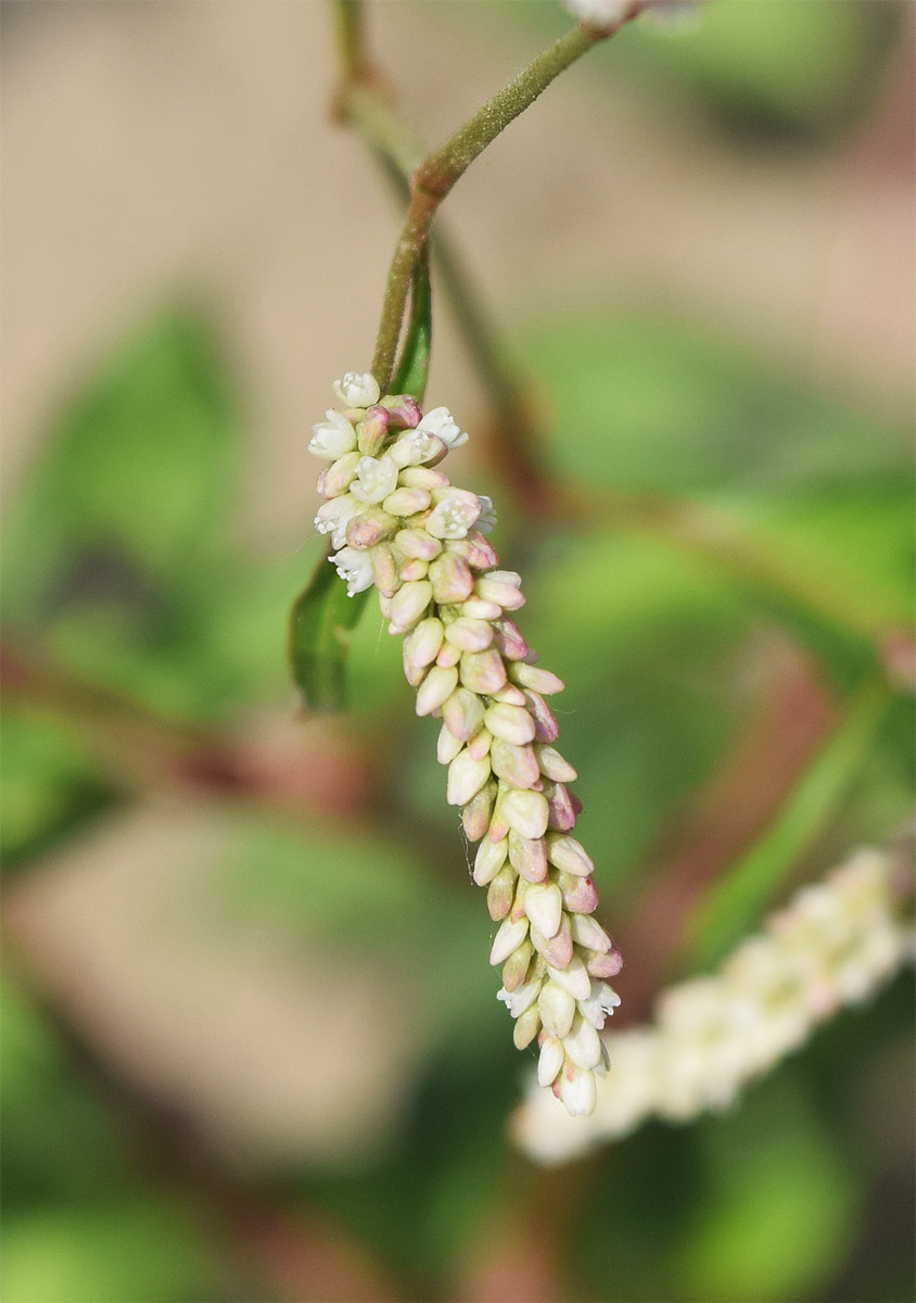 Image of Persicaria maculosa specimen.