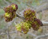 Fraxinus pennsylvanica