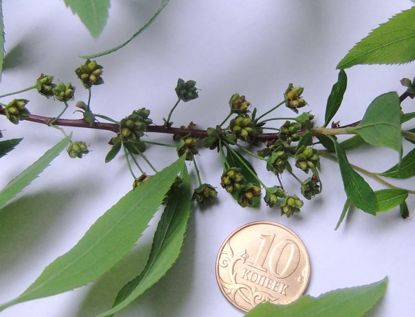Изображение особи Spiraea thunbergii.
