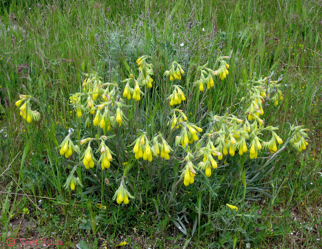 Изображение особи Onosma taurica.