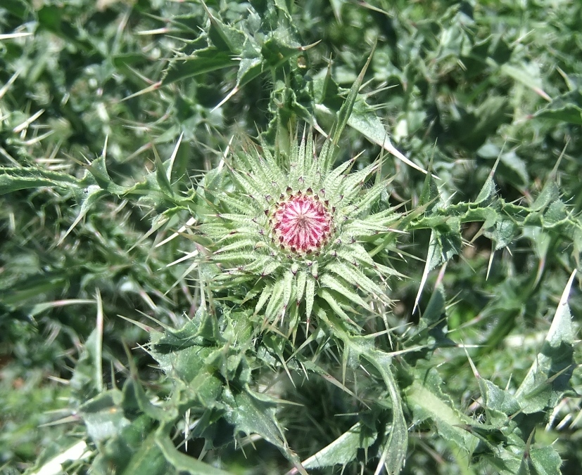 Изображение особи Carduus acanthoides.