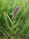 Dactylorhiza incarnata