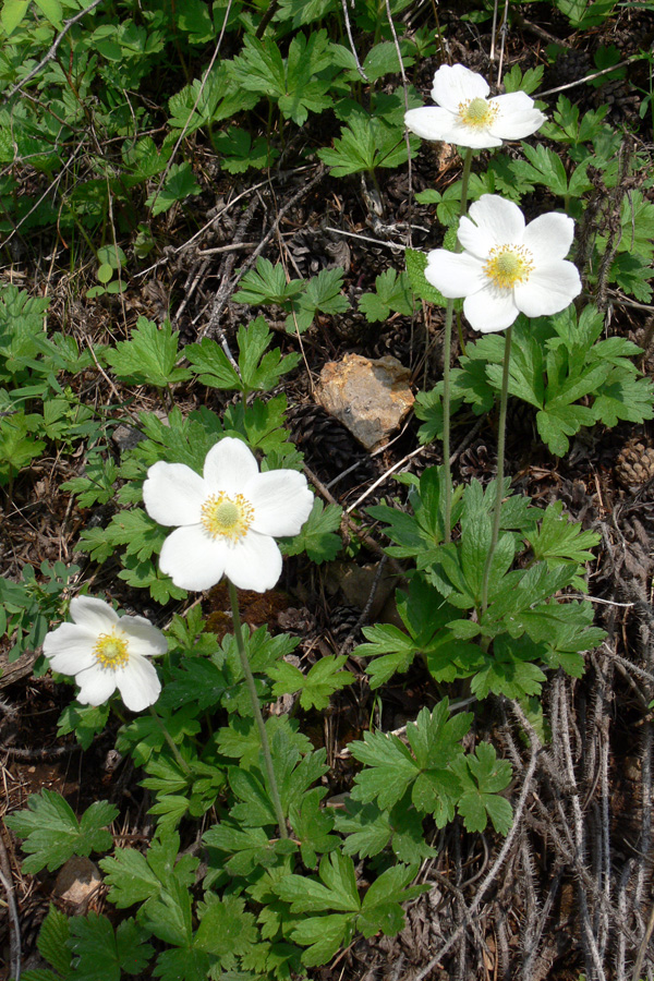 Изображение особи Anemone sylvestris.