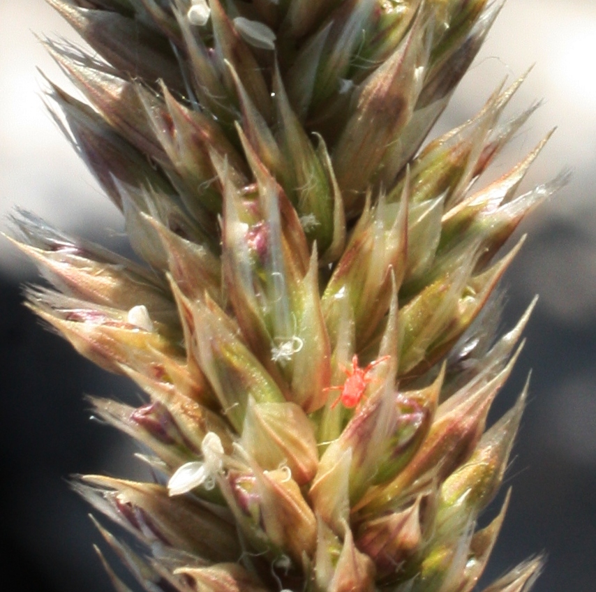 Image of Melica transsilvanica specimen.