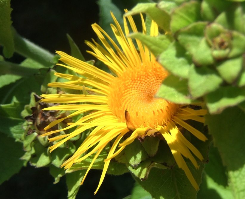 Image of Inula helenium specimen.