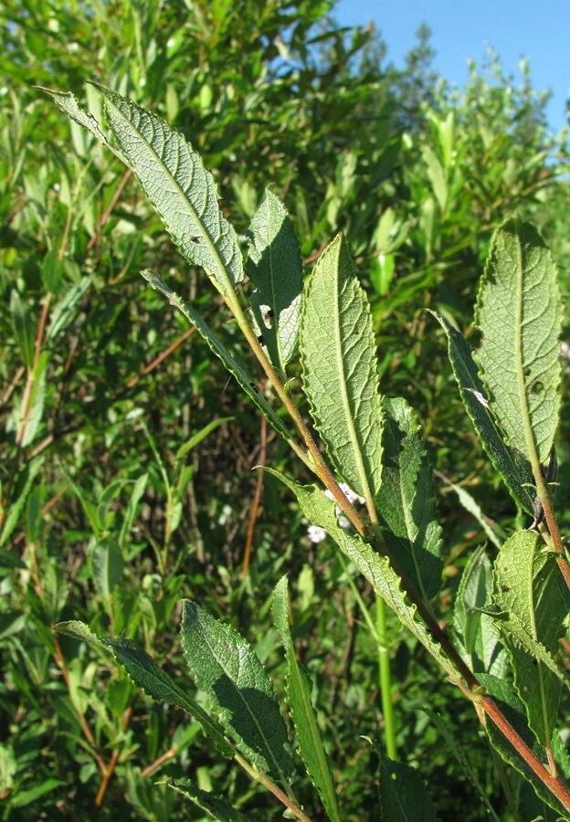 Image of Salix × tetrapla specimen.