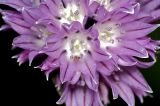 Allium schoenoprasum. Цветки. Московская область, Раменский район, окрестности дер. Хрипань, дачный участок. 12.06.2008.