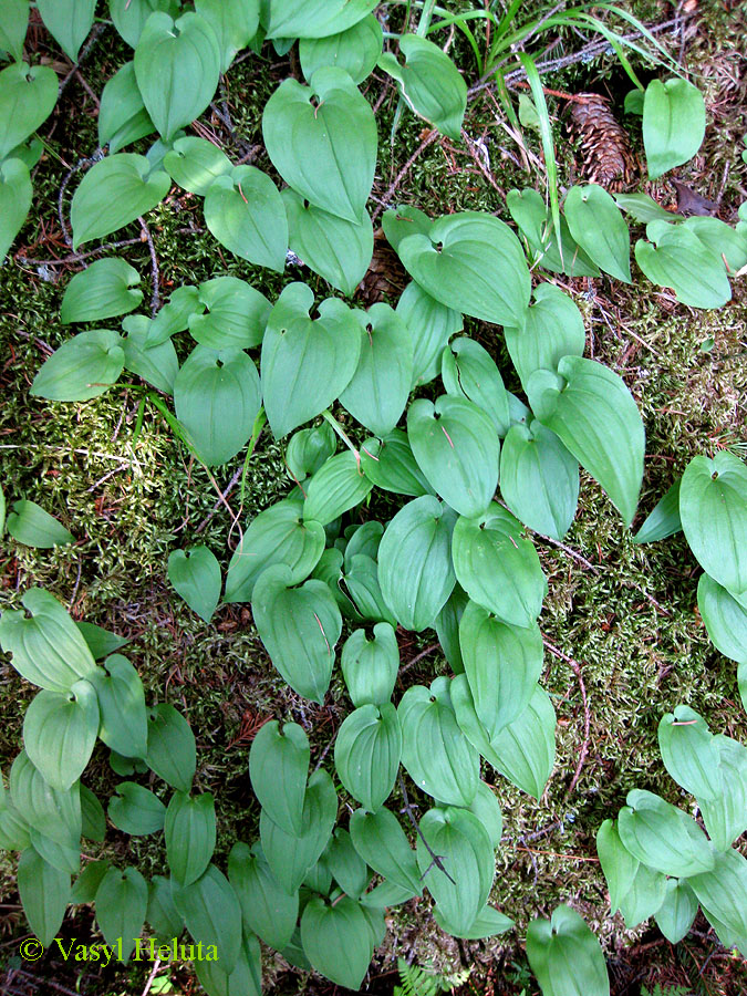 Image of Maianthemum bifolium specimen.