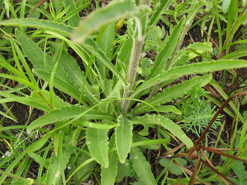 Image of Campanula sibirica specimen.
