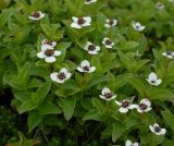 Chamaepericlymenum suecicum
