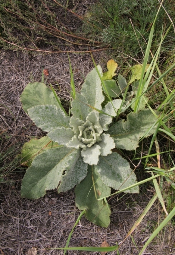 Изображение особи Verbascum thapsus.