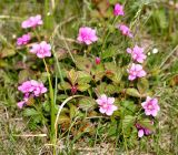 Rubus arcticus