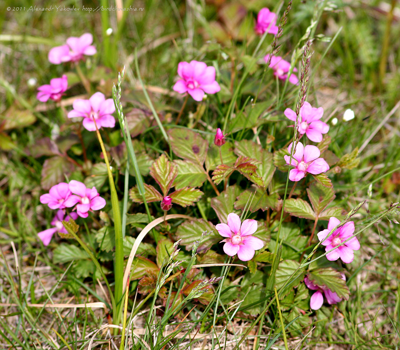 Image of Rubus arcticus specimen.