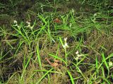 Sparganium natans
