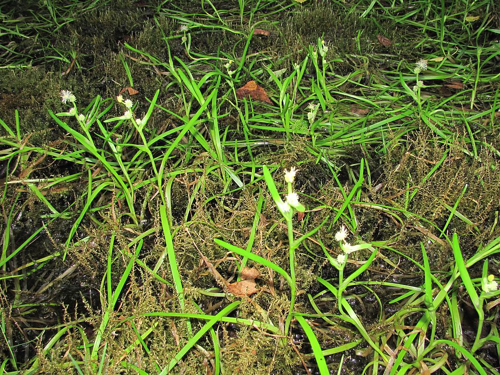 Image of Sparganium natans specimen.