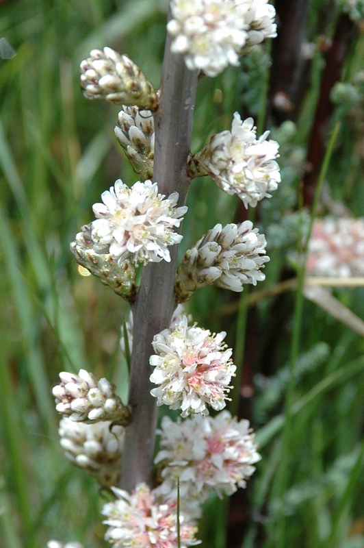 Image of Myricaria squamosa specimen.