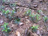 Chimaphila umbellata