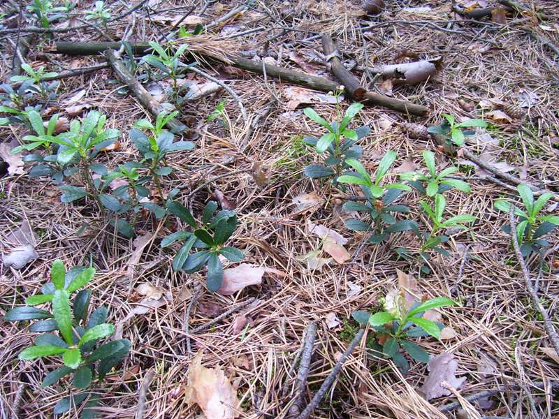 Изображение особи Chimaphila umbellata.